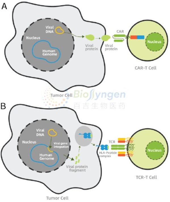 百吉生物具有獨特的針對EB病毒相關癌癥的CAR-T （圖A）和 TCR-T（圖B） 技術，通過靶向病毒相關抗原，特異性殺傷腫瘤細胞。