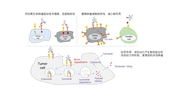 新一代治療性抗體 -- 百奧賽圖雙抗ADC藥物研發平臺