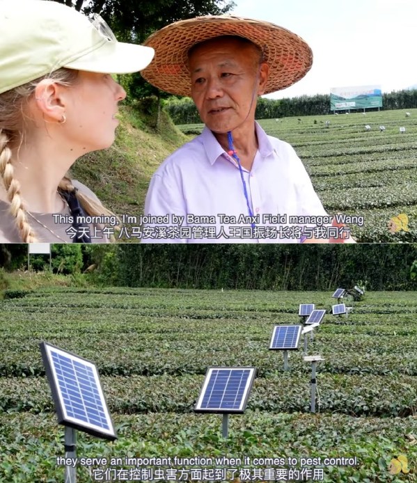 Bama Teaがトレンド動畫でいかに新技術が中國茶産業を一新しているかを紹介