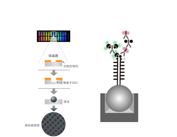 微珠芯片構造示意圖