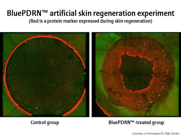 Images from a reconstructed human epidermis test, showing increased levels of protein marker expression during BluePDRN&#8482;-induced skin regeneration when compared to that of a control group