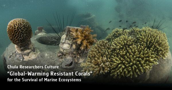 Chula Researchers Culture &#8220;Global-Warming Resistant Corals&#8221; for the Survival of Marine Ecosystems