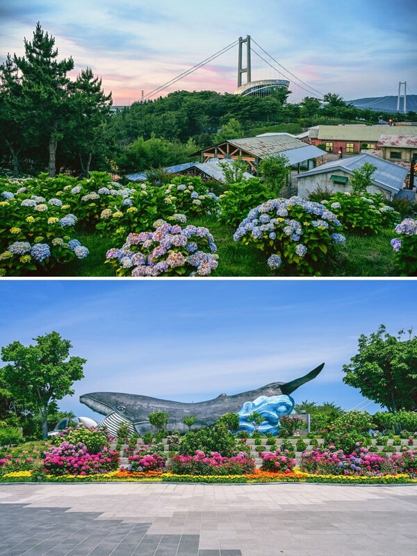L? h?i hoa c?m tú c?u hàng ??u Hàn Qu?c tr? l?i Namgu, Ulsan: L? h?i hoa c?m tú c?u Jangsaengpo 2025