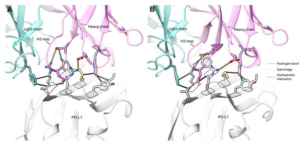 Comparing designed structure and experimentally resolved structure(interface RMSD 1.1 ?)